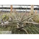 Tillandsia ehlersiana XL