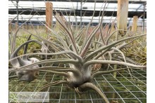 Tillandsia ehlersiana XL