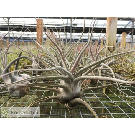 Tillandsia ehlersiana XL