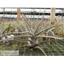 Tillandsia ehlersiana XL
