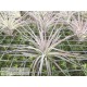 Tillandsia Houston 'Cotton Candy'