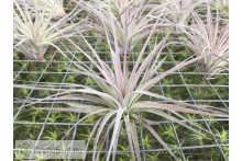 Tillandsia Houston 'Cotton Candy'