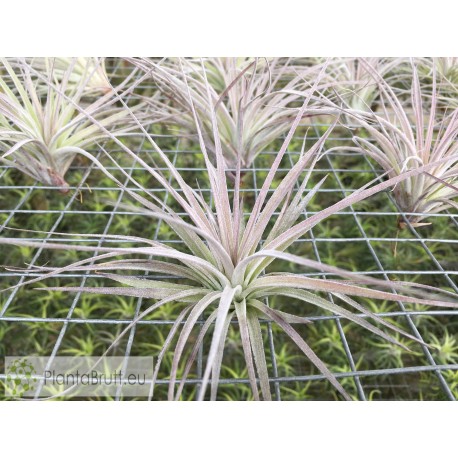 Tillandsia Houston 'Cotton Candy'