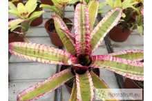 Neoregelia Zeppo