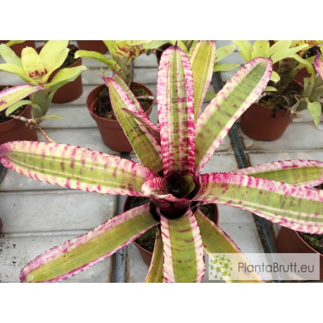 Neoregelia Zeppo