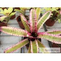 Neoregelia Zeppo