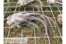 Tillandsia pruinosa
