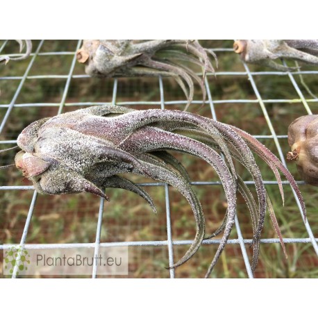 Tillandsia pruinosa