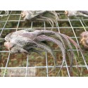 Tillandsia pruinosa