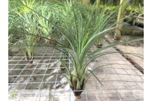 Tillandsia punctulata
