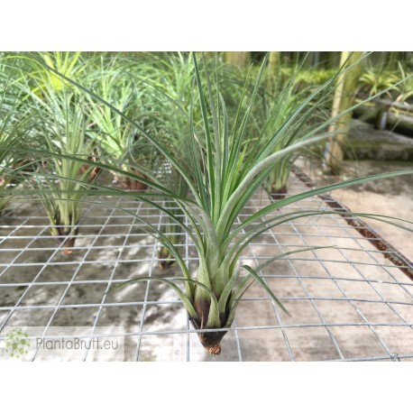 Tillandsia punctulata