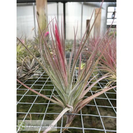 Tillandsia rectifolia