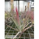 Tillandsia x rectifolia