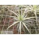 Tillandsia stricta hard leafed