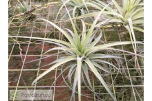 Tillandsia stricta hard leafed