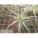 Tillandsia stricta hard leafed