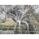 Tillandsia leonamiana S