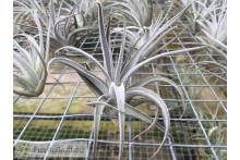 Tillandsia leonamiana S