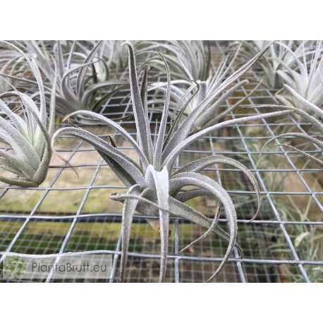Tillandsia leonamiana S