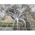 Tillandsia leonamiana S
