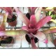 Neoregelia Fasperior x Bahiana