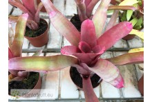 Neoregelia Fasperior x Bahiana