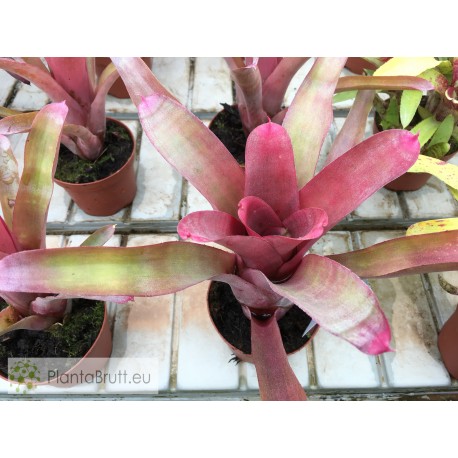 Neoregelia Fasperior x Bahiana