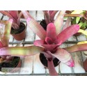 Neoregelia Fasperior x Bahiana