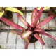Neoregelia Outer Limits