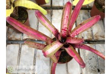 Neoregelia Outer Limits
