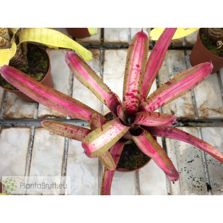 Neoregelia Outer Limits