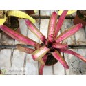 Neoregelia Outer Limits