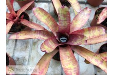 Neoregelia ampullacea Grande