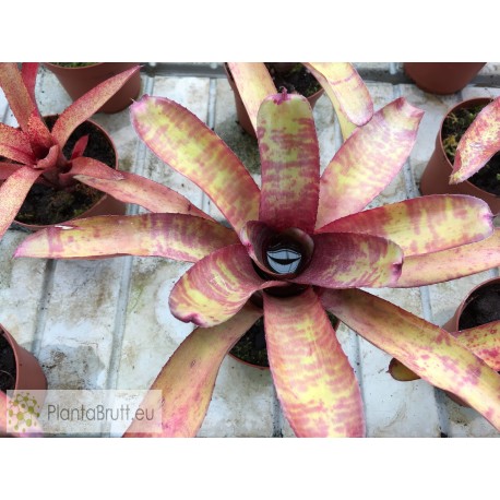 Neoregelia ampullacea Grande