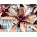 Neoregelia ampullacea Grande