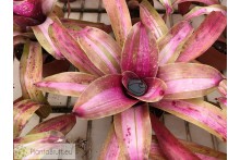 Neoregelia Ballerina