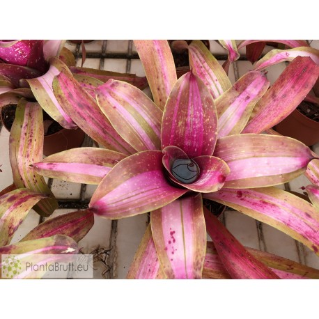 Neoregelia Ballerina