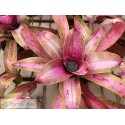 Neoregelia Ballerina