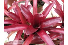 Neoregelia Red Bird