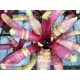 Neoregelia Rusty