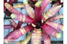 Neoregelia Rusty