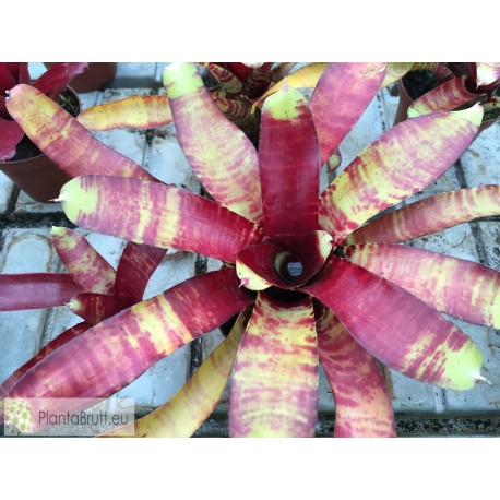 Neoregelia Rusty