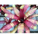 Neoregelia Rusty