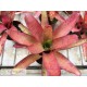 Neoregelia Li Hing
