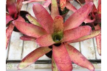 Neoregelia Li Hing