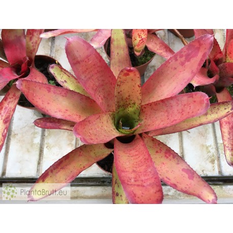 Neoregelia Li Hing