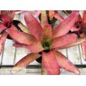 Neoregelia Li Hing