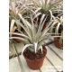Tillandsia zacapanensis x capitata