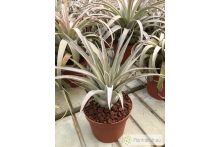 Tillandsia zacapanensis x capitata