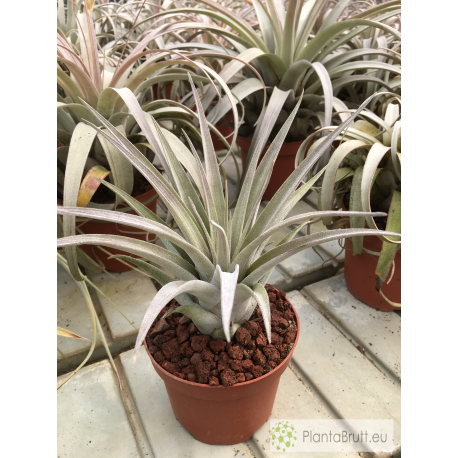 Tillandsia zacapanensis x capitata